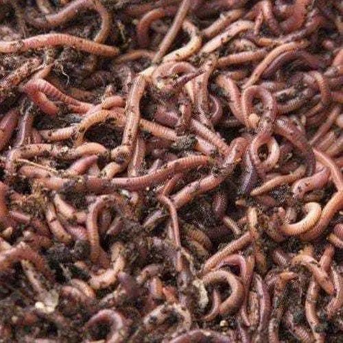 Brown Eisenia Fetida Earthworm