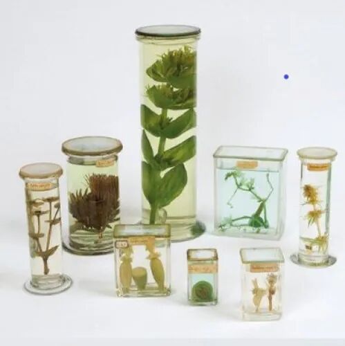Polystyrene Botany Museum Specimen, for Laboratory, Size : Standard