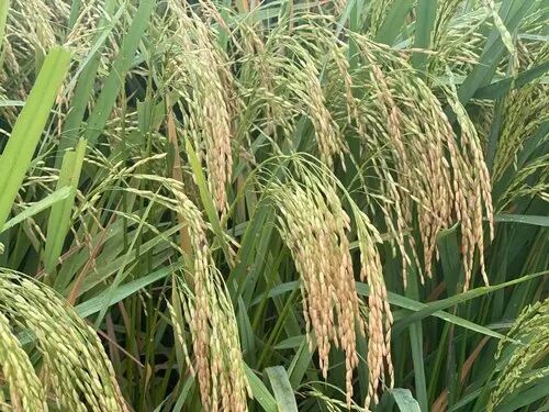 Paddy Seeds, for Agriculture, Packaging Size : 1 kg