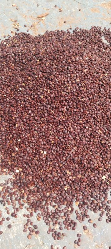 Tamarind Seeds, Packaging Size : 50kg at Rs 19 / kilogram in Ranchi ...