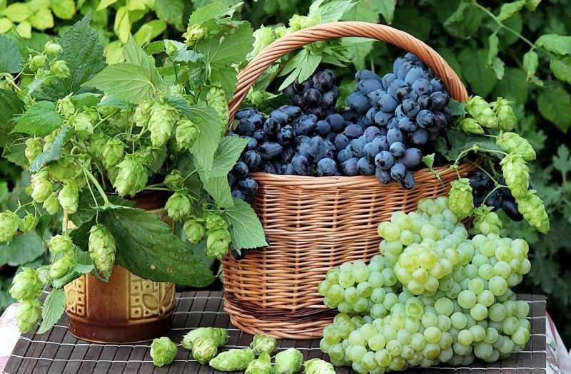 Organic grapes, Certification : FSSAI Certified