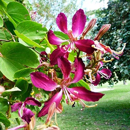 Bauhinia Plant, for Gardening, Packaging Type : Plastic Pouch