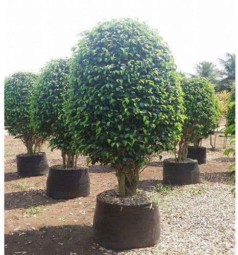 Organic Black Ficus Plant, Color : Green