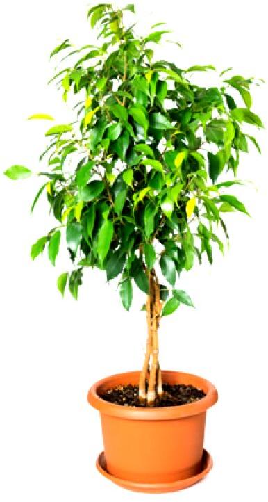 Organic Ficus Benjamina Plant, Color : Green
