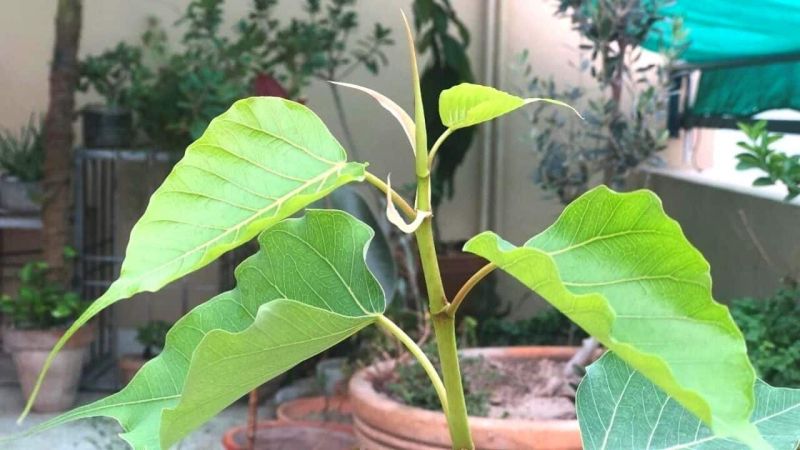 Organic Ficus Religiosa Plant