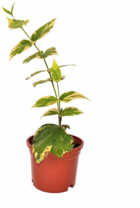 Harsingar Plant, Age : 0-1yr