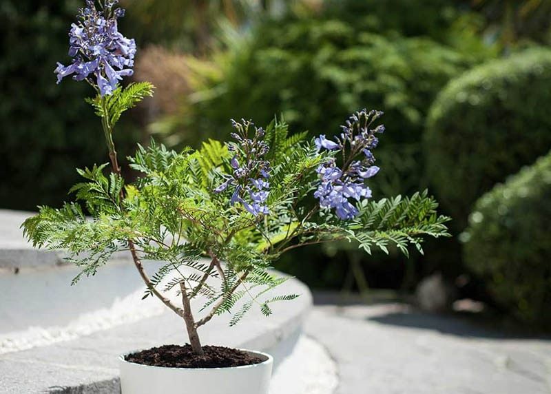 Jacaranda Plant