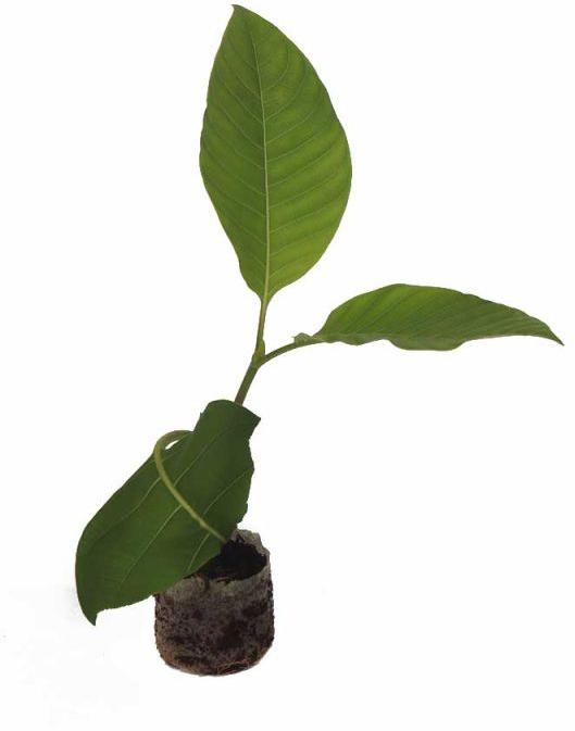 Kadamba Plant, Color : Green
