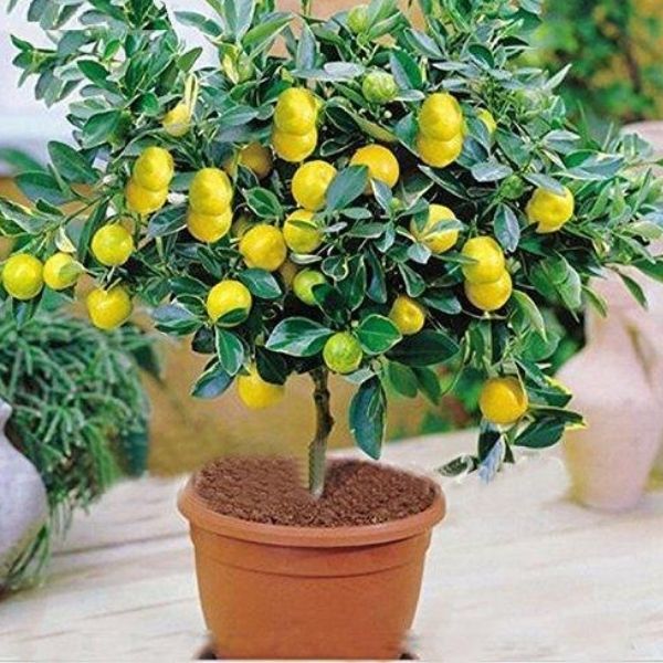 Organic Lemon Plant, for Garden, Variety : Hybrid
