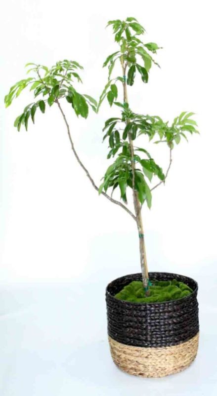 Lychee Plant