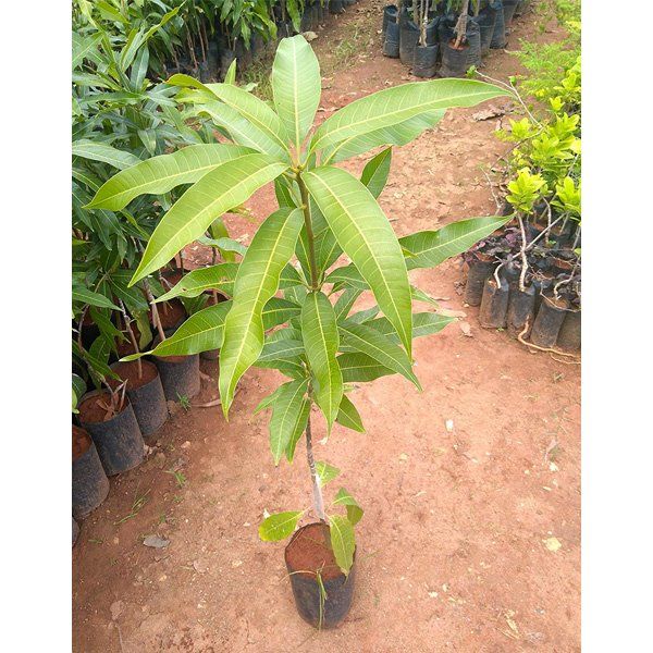 Mango Plant, Color : Green