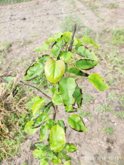 Green Nashpati Plant, for Fruits