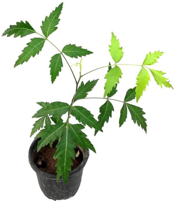 Neem Plant