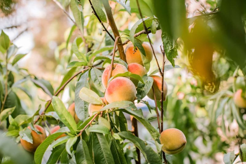 Peach Plant, for Fruits