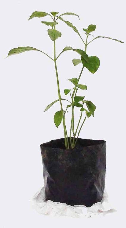 Organic Sukh Shanti Plant, Feature : Eco Friendly, Natural Fragrance