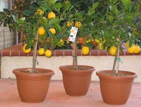 Organic Sweet Lemon Plant, Color : Green