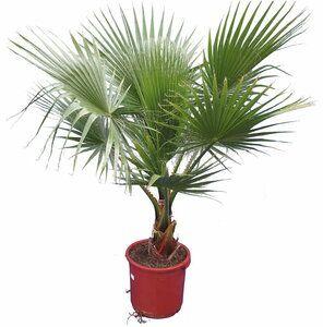 Washingtonia Palm Plant