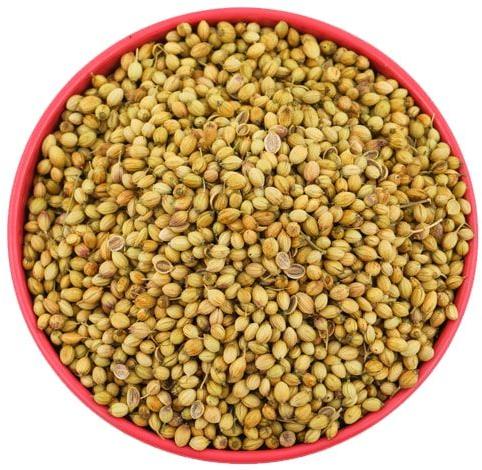 Whole Coriander Seeds, Color : Green