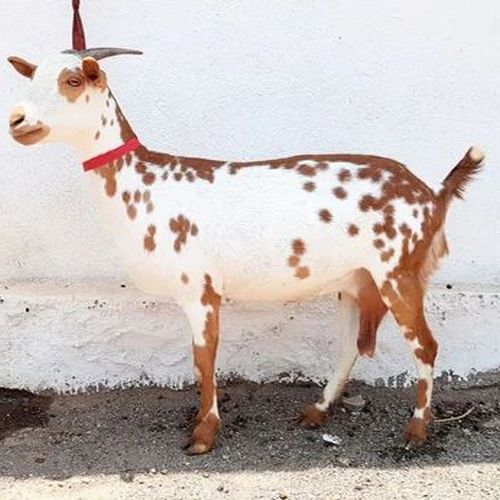 20-30 Kg Live Barbari Goat