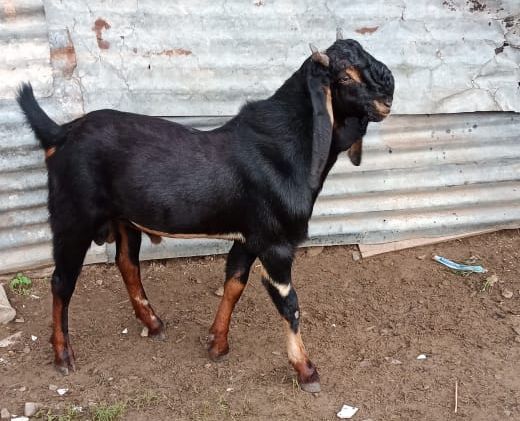 Black 20-30 Kg Live Kota Goat, Style : Alive