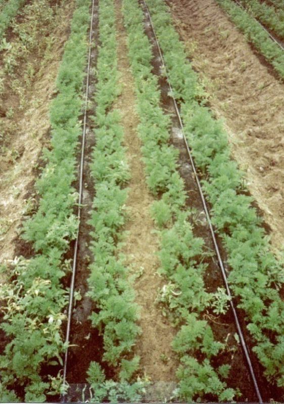Cast Iron inline drip irrigation system, Connection : Barbed Inlet