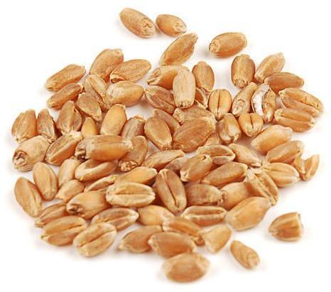 Wheat Seeds, Shelf Life : 1year