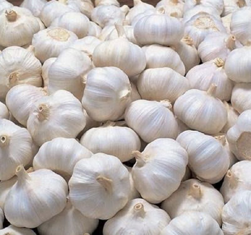 Garlic, Packaging Size : 10 Kg to 50 Kg