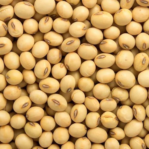 Yellow Soybean