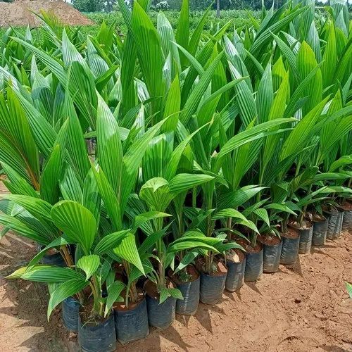 Soft Natural Bona Coconut Plant, Feature : Freshness, Healthy
