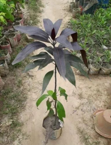 Medium Fresh Black stone Mango Plant
