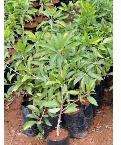 Medium Organic Kali Patti Chiku Plant
