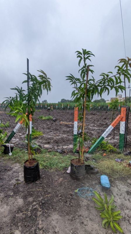 Green 3 years old kesar mango plant, Size : Medium