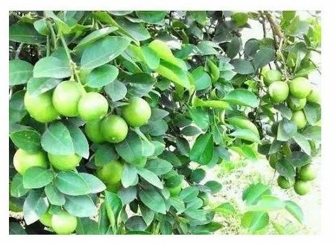 Medium Organic Sharbati Lemon Plant, for Fruits, Variety : Hybrid