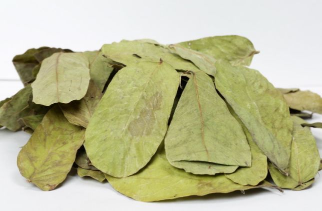 Organic Cassia Alata Herb Leaves, Grade : Medicine Grade