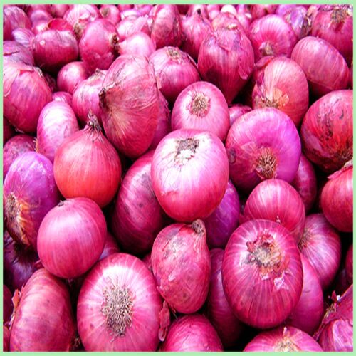 Round Organic Onion, for Cooking, Home, Hotels, Onion Size Available : Medium