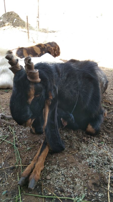 Barbari Black Live Goat, for Hotel, Restaurant, Gender : Female, Male