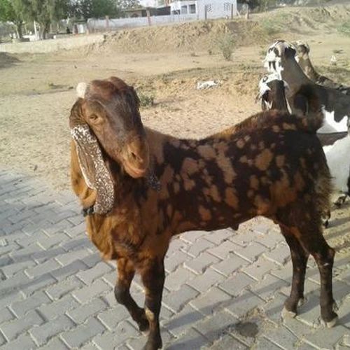 Live Ajmeri Male Baby Goat
