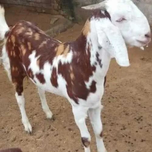 Live Gujri Female Baby Goat