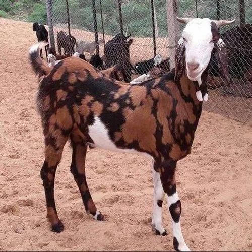 Live Gujri Male Baby Goat, Style : Alive