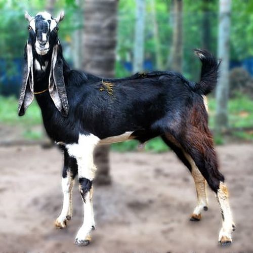 Live Karoli Female Baby Goat