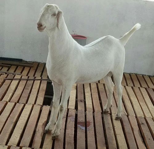 20-30 Kg Live Sojat Goat, Style : Alive
