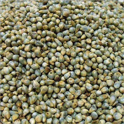 Organic Pearl Millet Seeds, Packaging Type : Gunny Bag