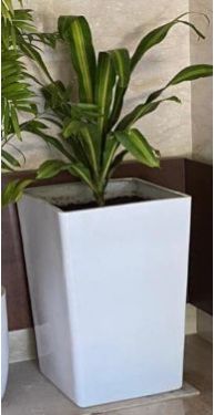 Polished Plain 4.280 Gm Palm FRP Planters, Portable Style : Standing