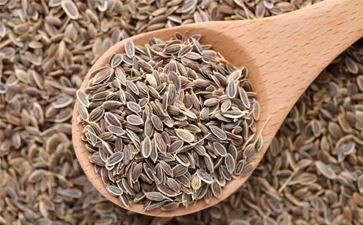 Raw Organic Dill Seeds, for Cooking, Certification : FSSAI Certified