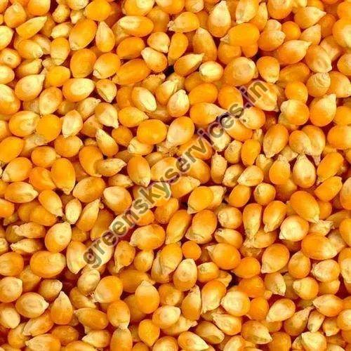 Organic Yellow Maize Seeds, for Making Popcorn, Human Food, Animal Food, Animal Feed, Flour, Cattle Feed