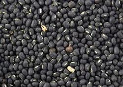 Black Gram Seeds