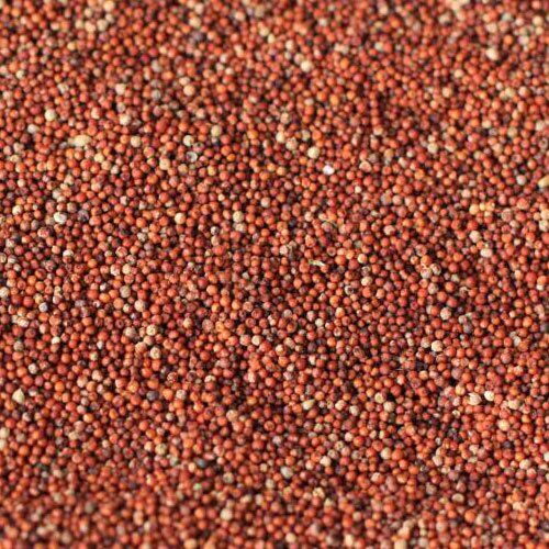 finger millet seeds