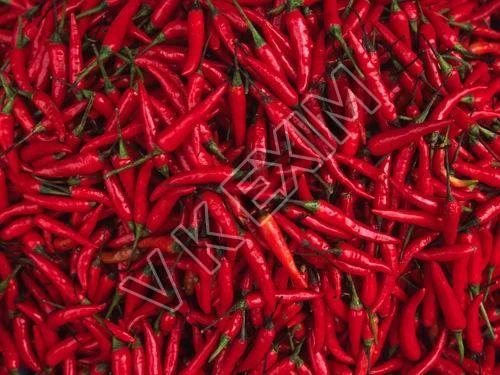 Organic Fresh Red Chilli, for Food, Making Pickles, Feature : Purity, Hot Taste