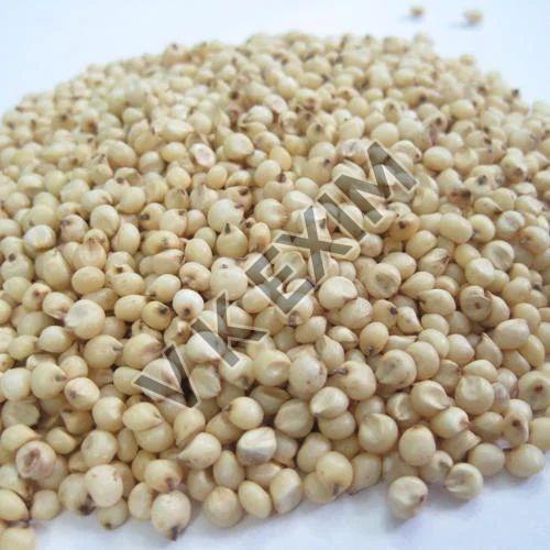 Organic Sorghum Seeds, for Cooking, Cattle Feed, Style : Dried