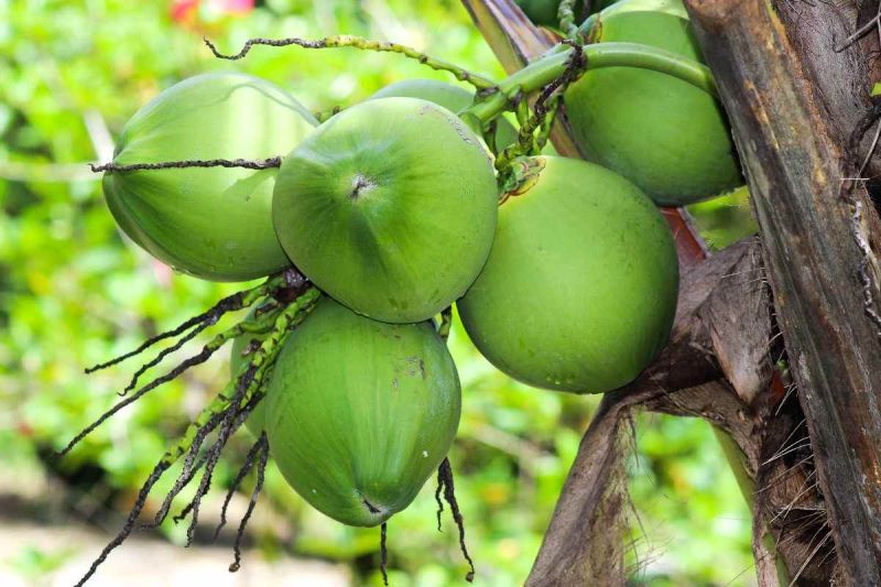 TENDER COCONUT WITH STEM